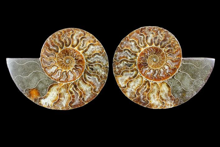 Cut & Polished Ammonite Fossil - Agatized #103085
